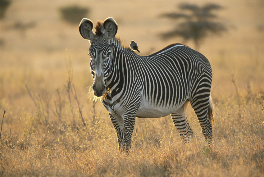 Grevy's zebra (Equus grevyi) and wattled starling (Creatophora cinerea) Laikipia, Kenya