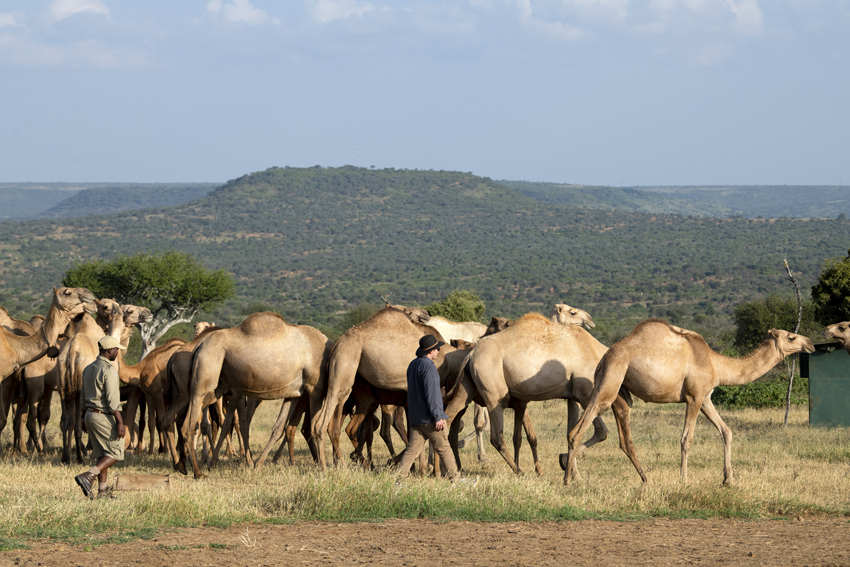 Kenya-Suyian-Conservancy-Walk-with-Camels (5)