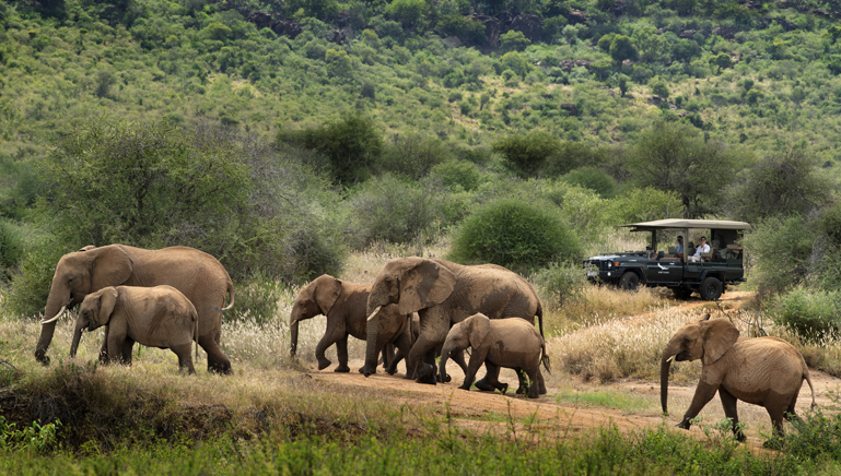 Kenya-Suyian-Lodge-Game-Drive-Elephants